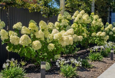 hydrangea limelights (1) (1)