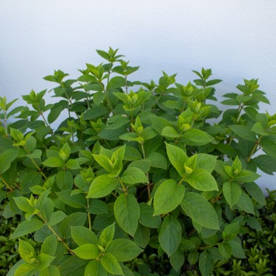 A Low Maintenance Shade Combo