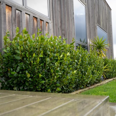 Give your hedge the haircut it deserves