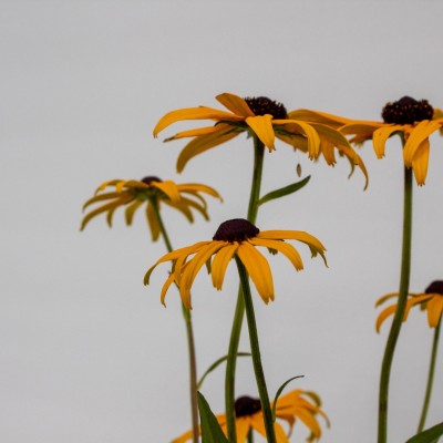 Perennials for Colour and Cut Flowers