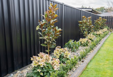 Magnolia Little Gem + Hellebore Ivory Prince + Rhododendron Pawhuska + Buxus sempervirens (1) (1)