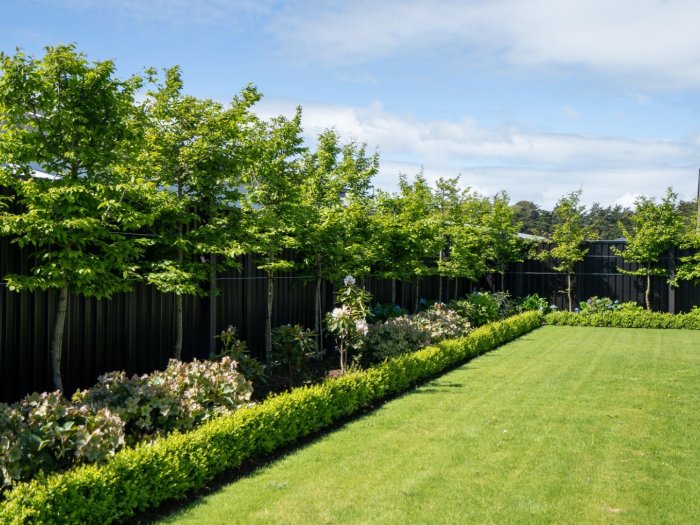 Pleached Hornbeam + Forget Me Not + Rhododendron + Buxus (1)