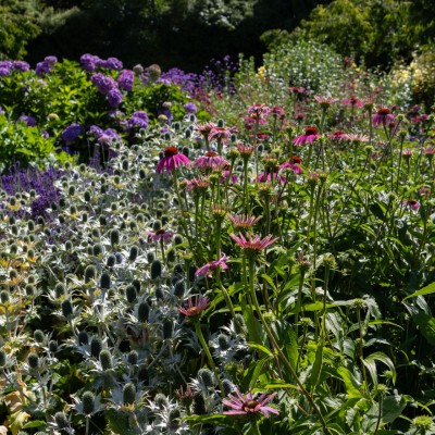 Perennials for Colour and Cut Flowers