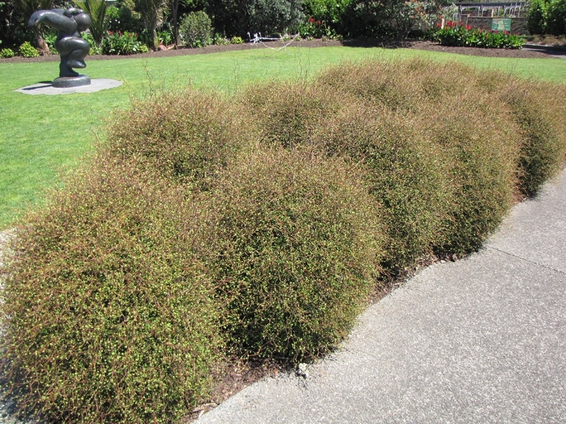 Muehlenbeckia astonii – a particular kind of native shrub