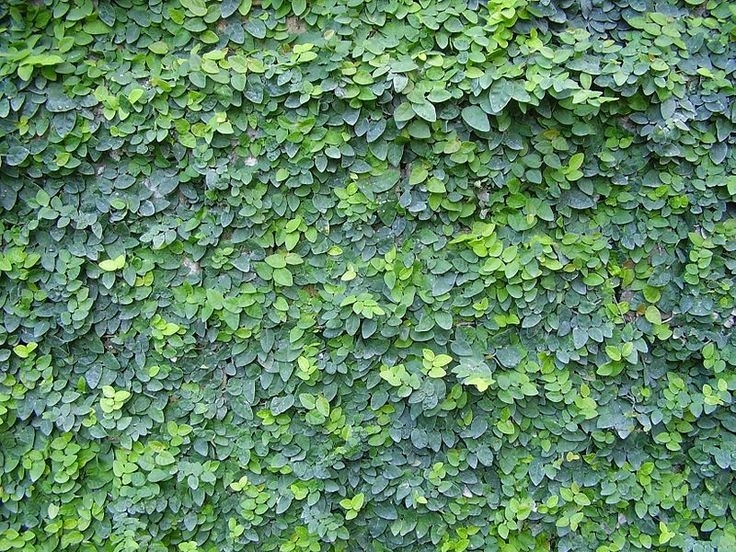 Ficus pumila | Creeping Fig | The Plant Store NZ