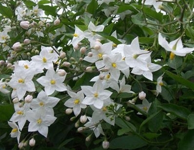 Solanum jas. grandiflora