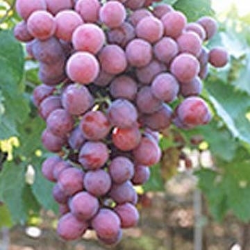 Grape Candice Seedless