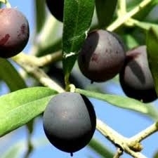 Olea europea Frantoio - Italian Olive