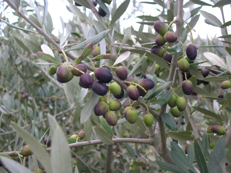Olea europaea Leccino - Italian Olive