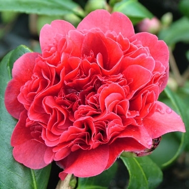 Camellia Takanini
