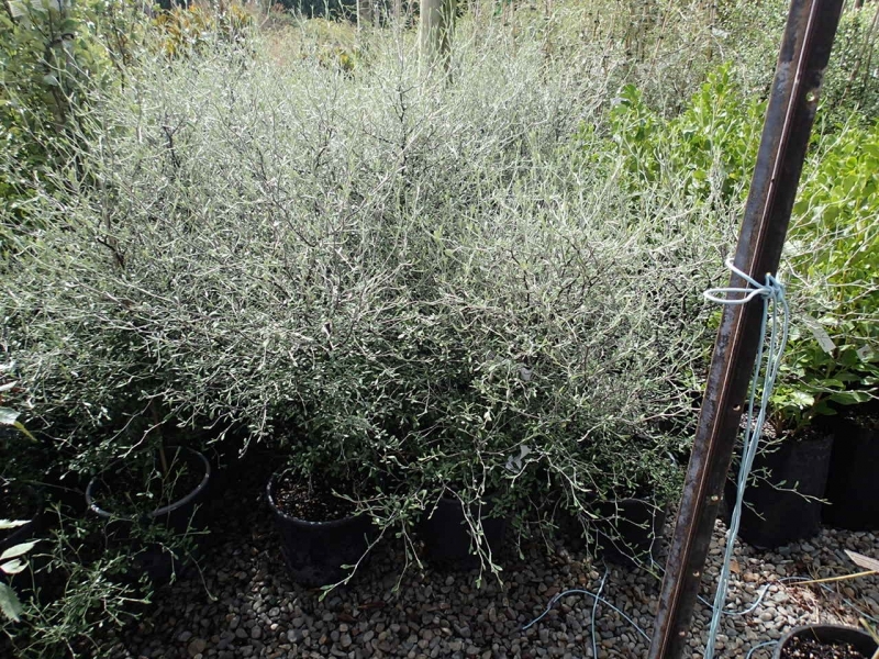 Corokia virgata | Netting Bush | The Plant Store NZ