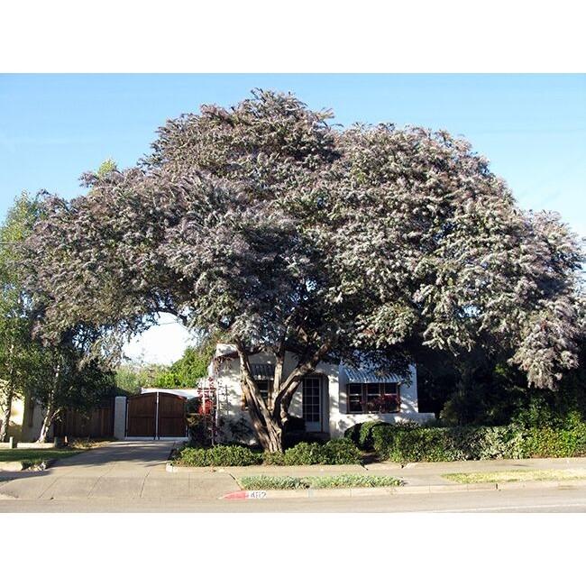 Acacia baileyana purpurea - Wattle