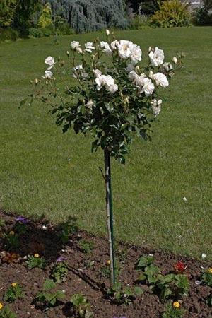 Rose Margaret Merril Standard
