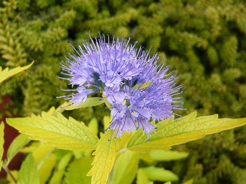 Caryopteris Worchester Gold
