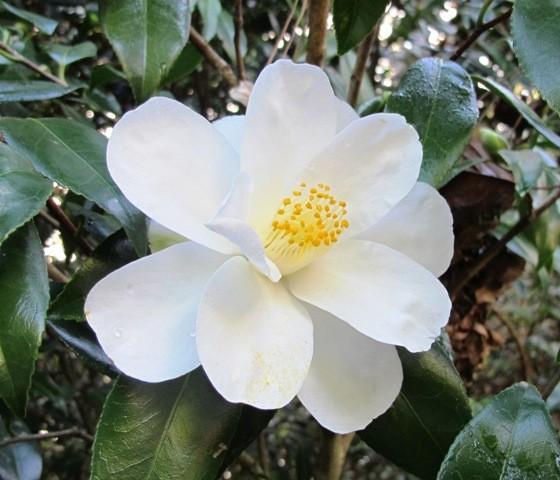 Camellia Lily Pons