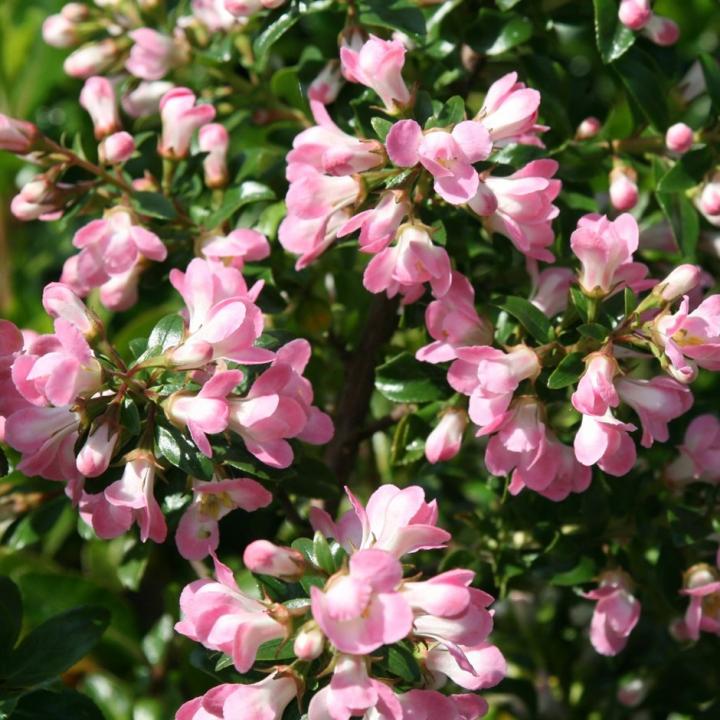 Escallonia Appleblossom escallonia-appleblossom