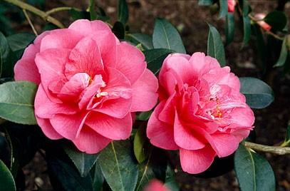 Camellia Elegant Beauty