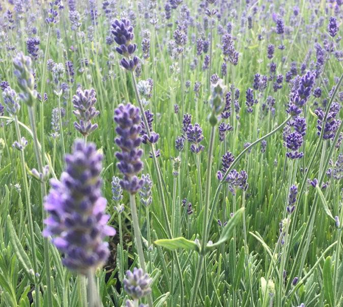 Lavender Munstead  - FREE DELIVERY - 24 x Plants