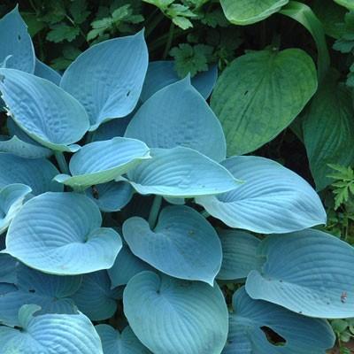 Hosta Hadspen Blue
