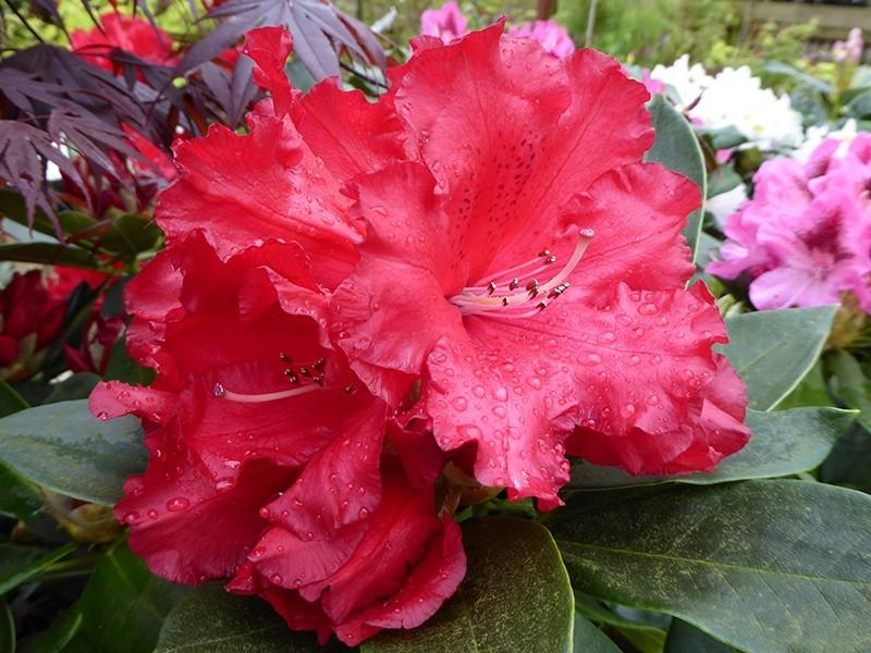 Rhododendron Markeeta's Prize