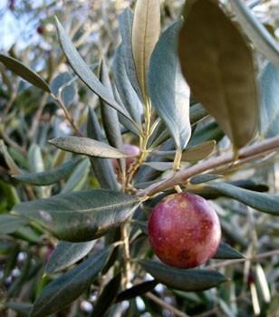 Olea europaea Ascolano - Italian Olive