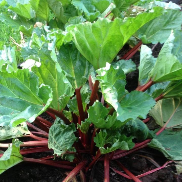 Rhubarb Crimson Crumble