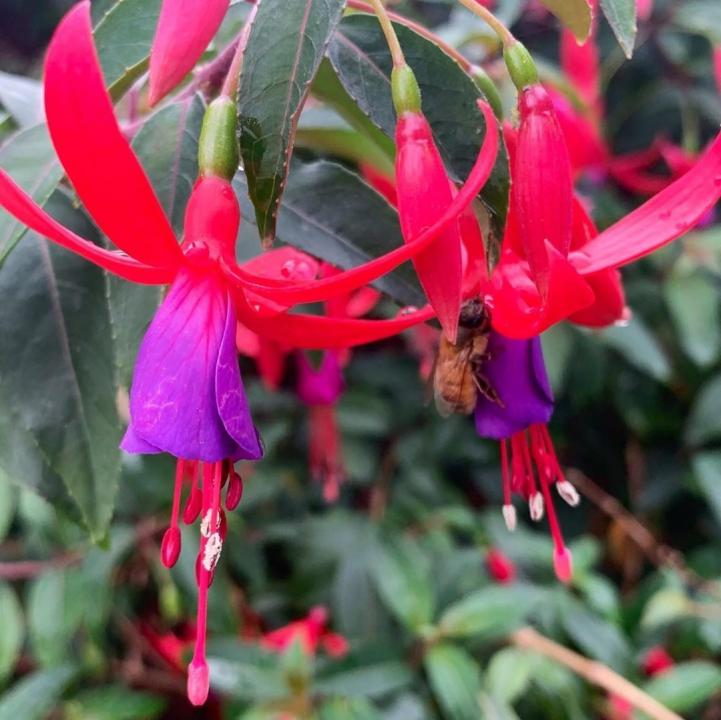 Fuchsia Sundancer