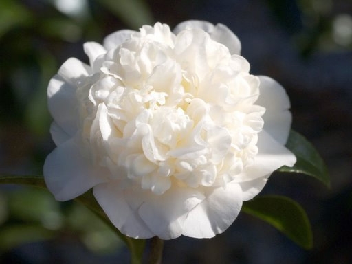 Camellia Mansize