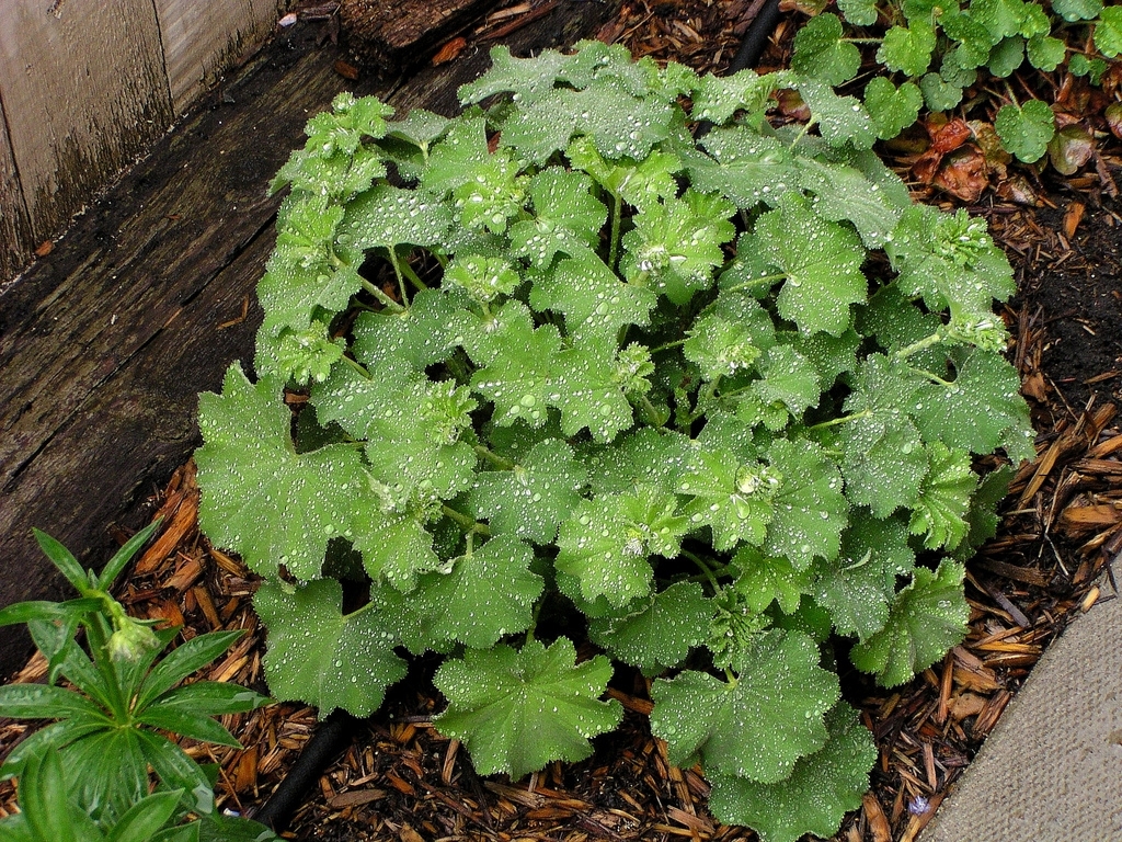 mantle lady mollis alchemilla nz pot price ladys