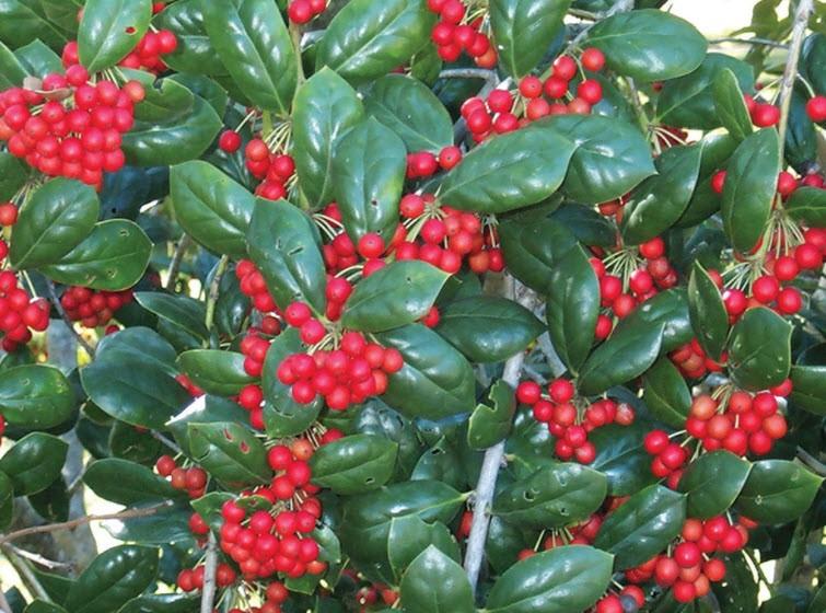 Ilex cornuta burfodii