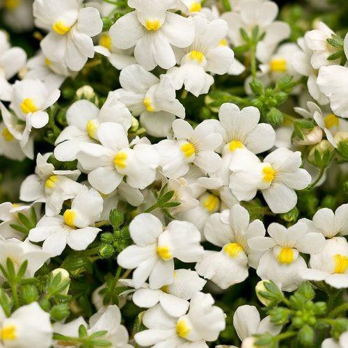 Nemesia Innocence White