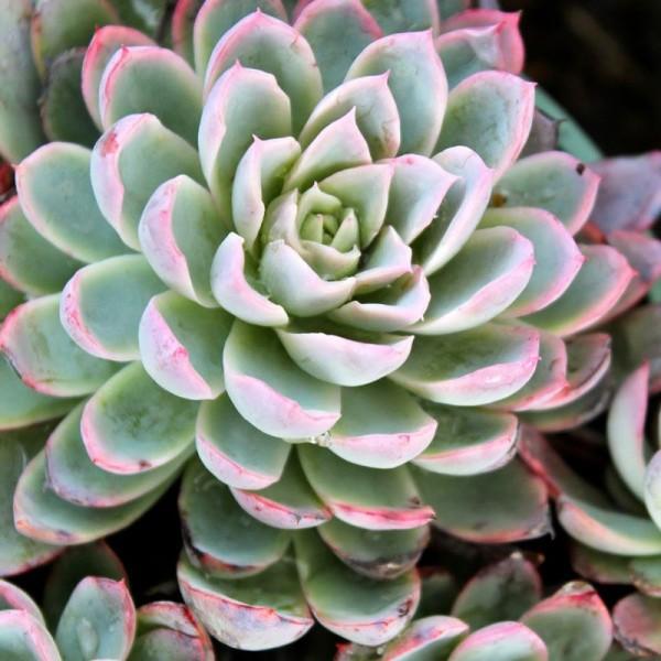 Echeveria Violet Queen