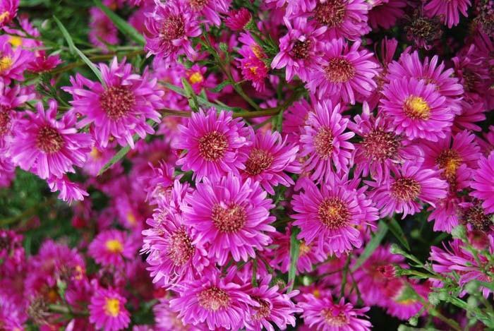 Aster Royal Ruby