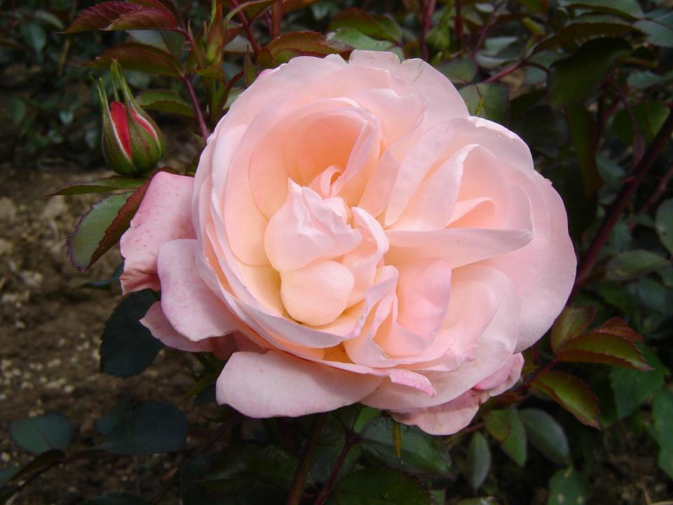 Rose Carcassonne