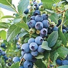 Blueberry O'Neal - Southern Highbush