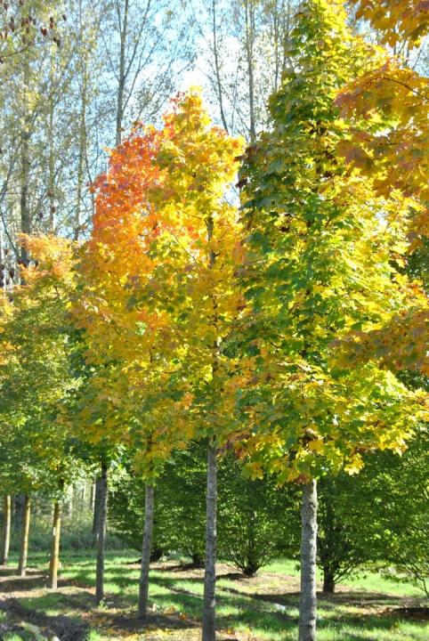 Acer platanoides columnare