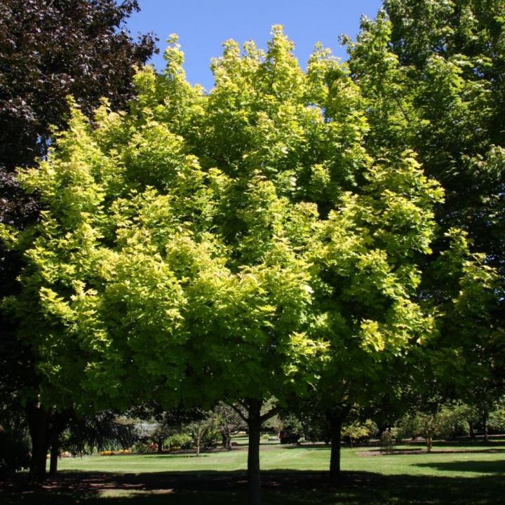 acer platanoides princeton nz