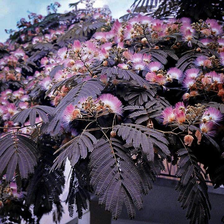 mimosa chocolate tree summer albizia silk julibrissin trees flower price plant outdoor fall