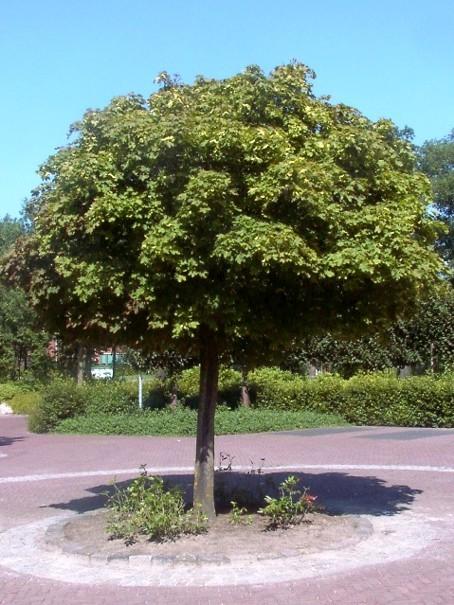 Acer platanoides globosum