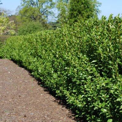 Corokia Emerald n' Jade