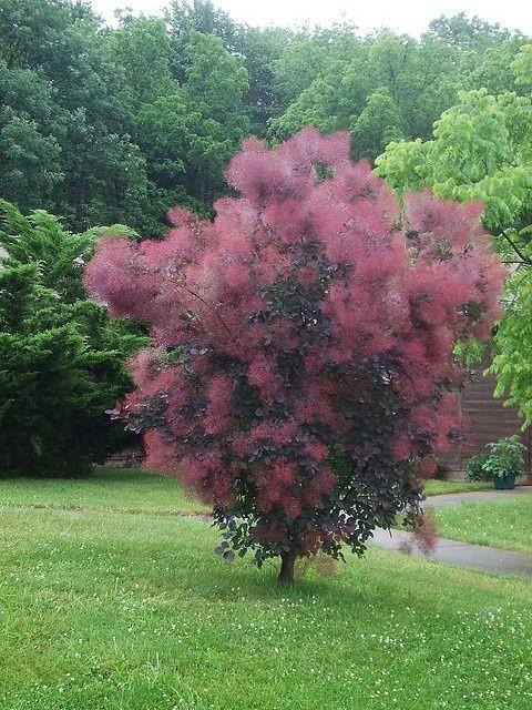 Cotinus coggygria Red Spirit