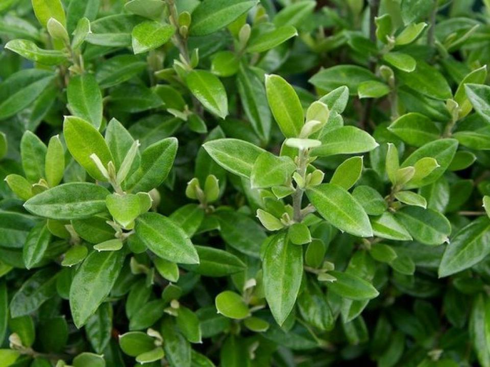 Corokia Emerald n' Jade