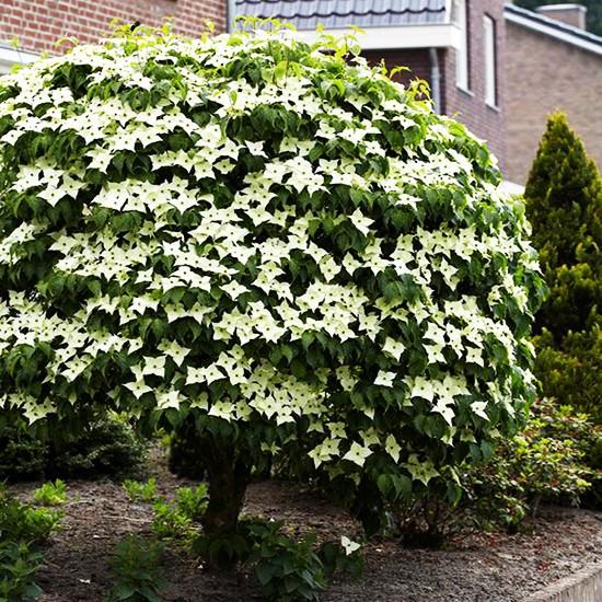 Cornus kousa Milky Way Asian Dogwood The Plant Store NZ
