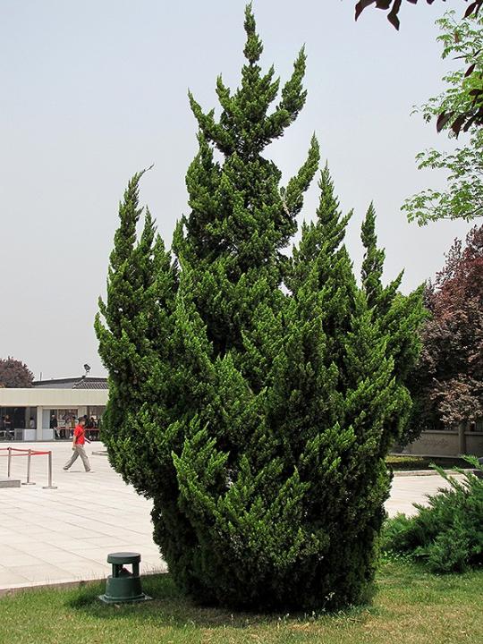 Juniperus chinensis Kaizuka - Hollywood Juniper