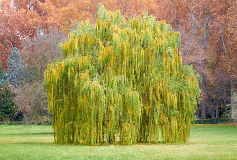 Salix Babylonica salix-babylonica