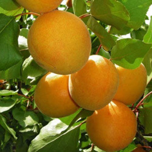 Apricot Sundrop