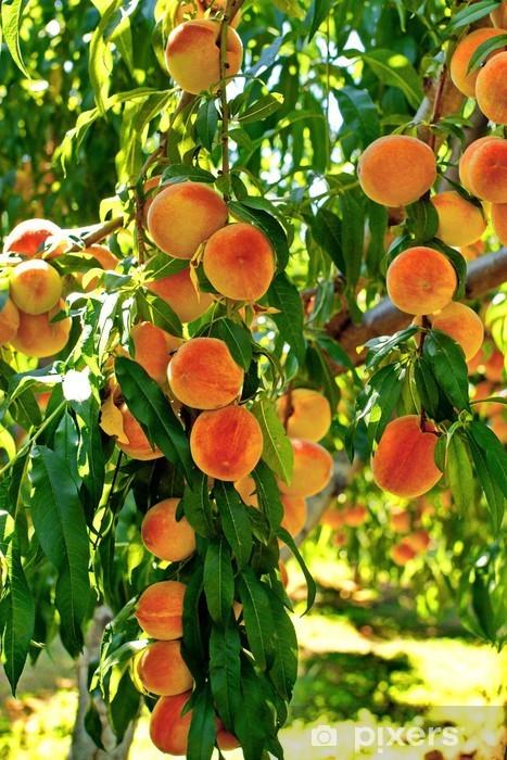 Arbre fruitier pêcher