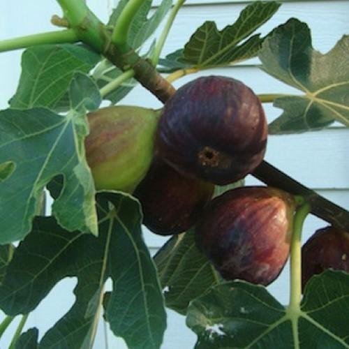 Fig Omapere