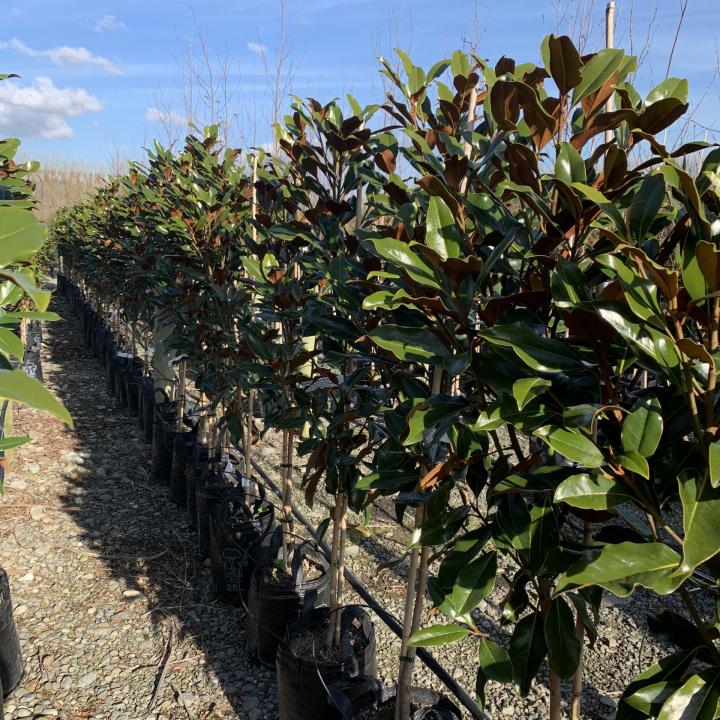 The Greatest Small Evergreen Trees In Australia