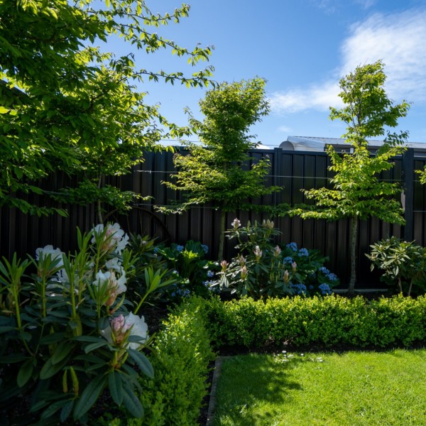Pleached Hornbeam + Forget Me Not + Rhododendron + Buxus - Flat Pack 10m